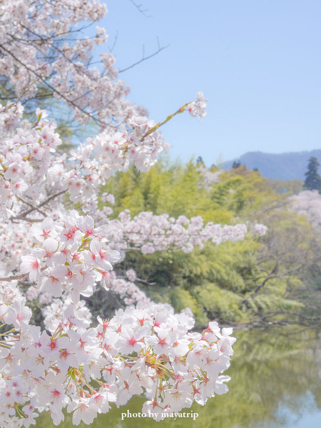  【福島】桜の季節に行ったら城が埋もれていた