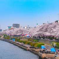 隅田公園櫻花