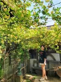 우연히 만나 더 예뻤던 전주 목향장미💛