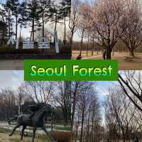ไปเดินชมป่าใจกลางเมืองโซล ที่ Seoul Forest 🍃