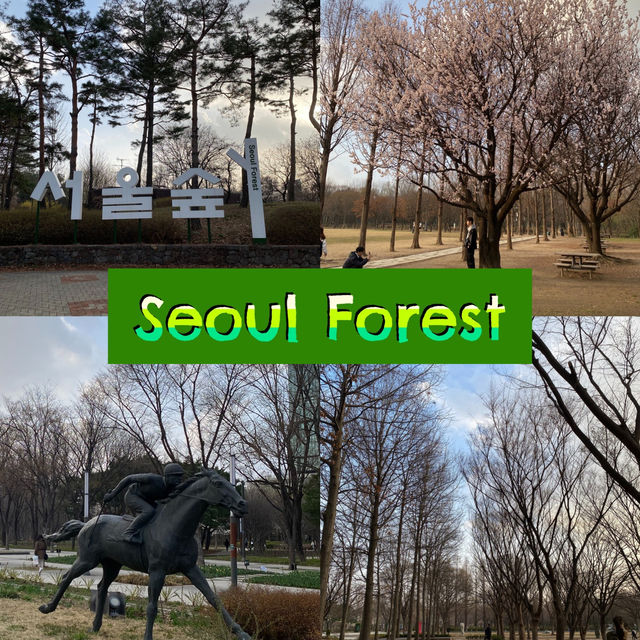 ไปเดินชมป่าใจกลางเมืองโซล ที่ Seoul Forest 🍃