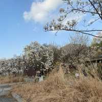 ไปเดินชมป่าใจกลางเมืองโซล ที่ Seoul Forest 🍃