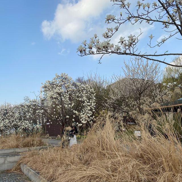 ไปเดินชมป่าใจกลางเมืองโซล ที่ Seoul Forest 🍃