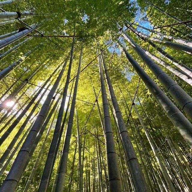 Hokokuji Temple