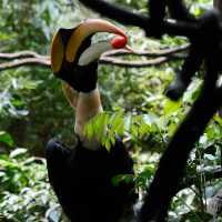 新加坡飛禽公園：近距離觀賞珍稀飛禽，絕佳地方領略鳥類奇觀！