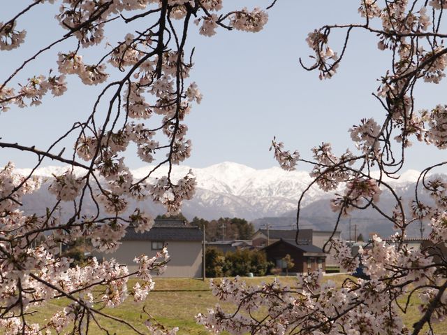 奏でましょう🎵春の四重奏