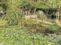 【春天好去處】🌿香港郊遊🍀@元荃古道：☀️靚景賞花🌸，適合假日郊遊