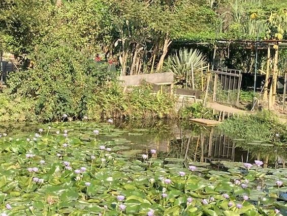 【春天好去處】🌿香港郊遊🍀@元荃古道：☀️靚景賞花🌸，適合假日郊遊