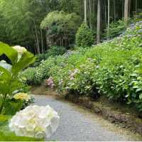 【福岡観光】敷地内には7000株の紫陽花が咲いてるよ