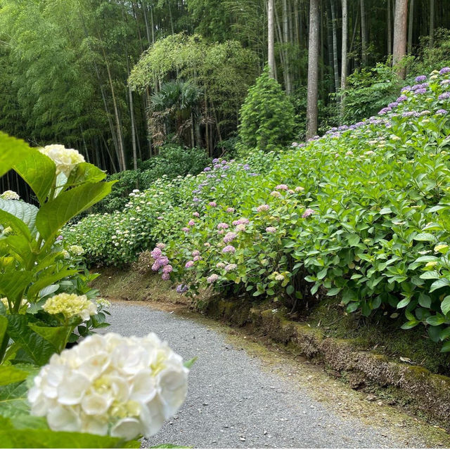 【福岡観光】敷地内には7000株の紫陽花が咲いてるよ