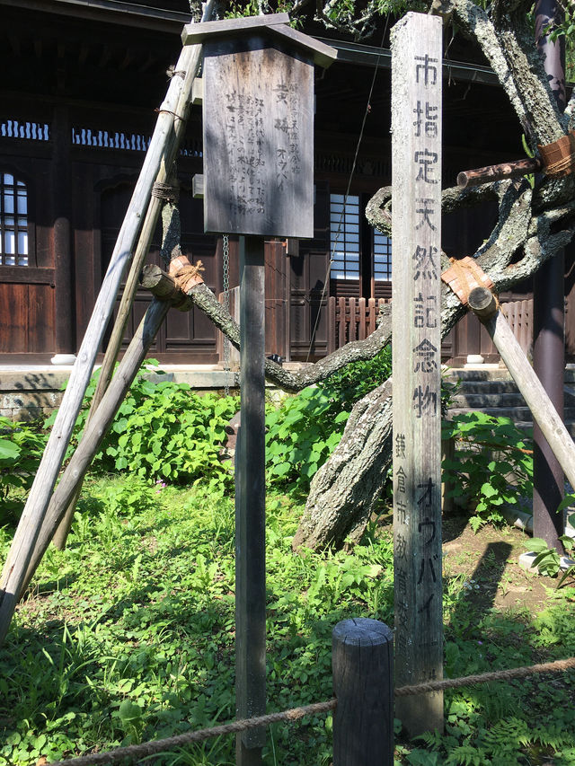 鎌倉瑞泉寺：靜謐與自然的融合