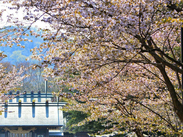 北海道神宮賞櫻又賞梅 