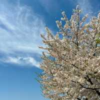 「十里花溪濕地公園：花海夢幻，春色迷人」