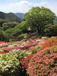 九州賞花景點