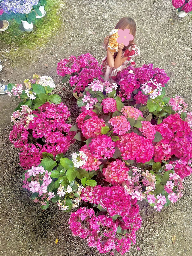 【奈良】花手水が可愛い岡寺🌷紫陽花シーズン