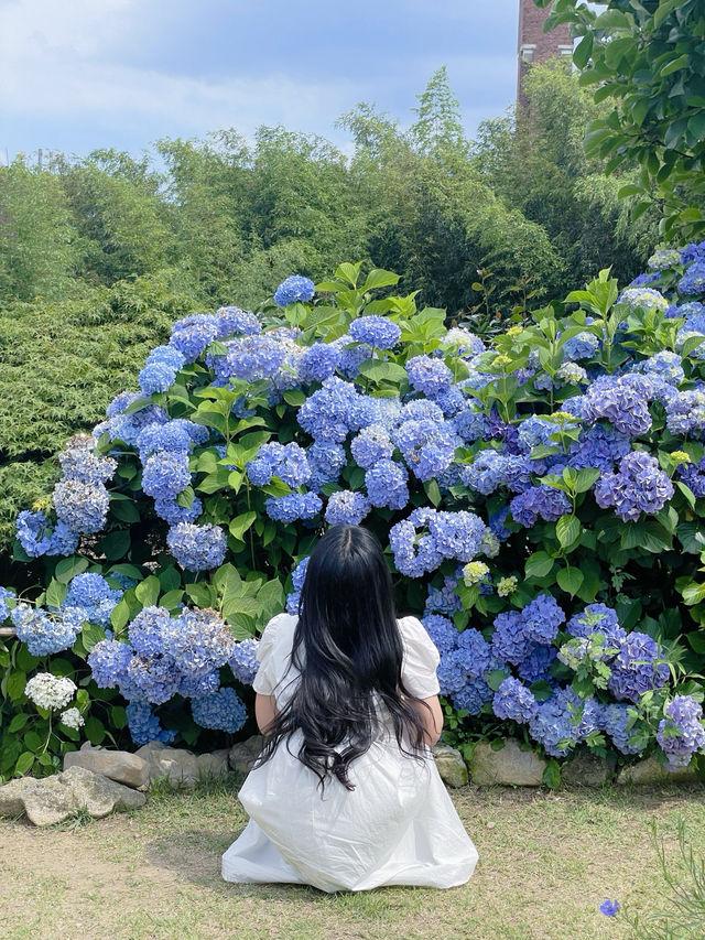 💙파란 수국이 한가득한 이곳 앵지밭골 그집 카페입니다💜
