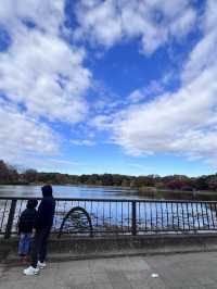 The Best Ginkgo Trees Park🍁Showa Kinen Park Tokyo