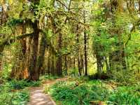 🌳 Nature Walk at Hoh Rain Forest