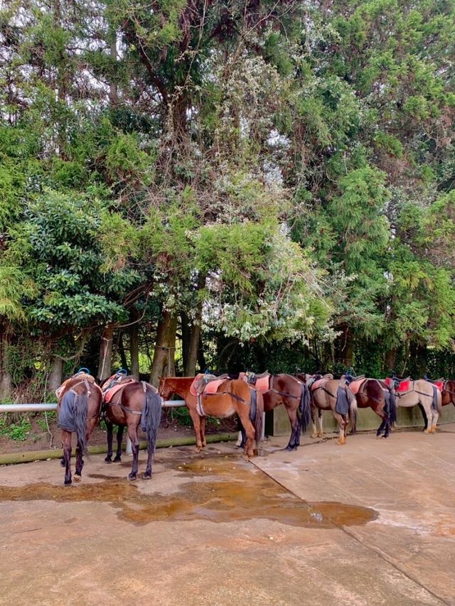 제주도 아이랑 가볼만한곳 🐎