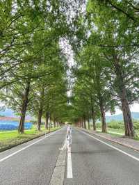 【滋賀】2.4キロ続くメタセコイア並木道