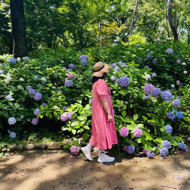 ชมไฮเดรนเยียที่Nagai Park โอซาก้า