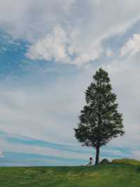【兵庫】入場無料！淡路島にある絶景のお花畑！