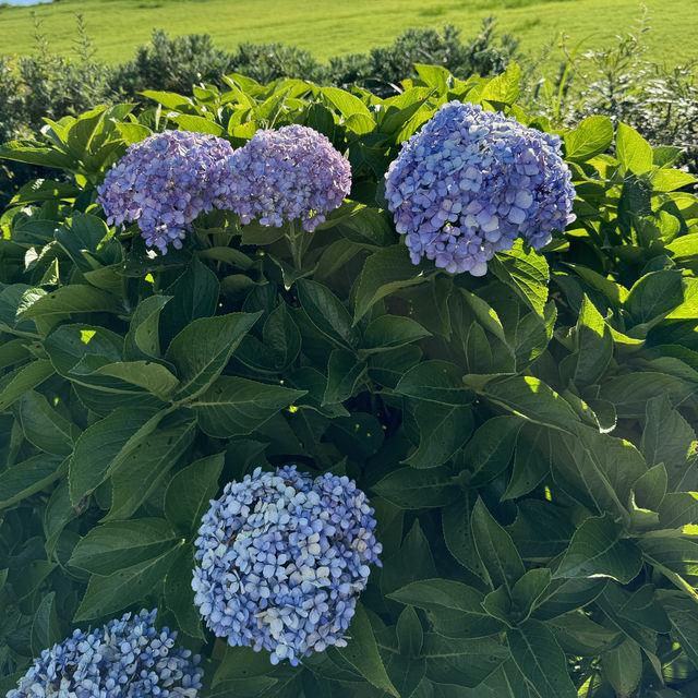 [兵庫県淡路市] 入場無料のお花畑！