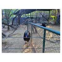 曼谷Safari World野生動物園：近距離觀察動物、海洋表演