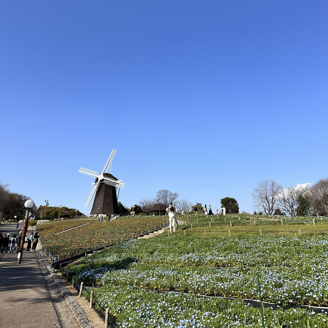 【大阪】お花を見ながらピクニック🧺が楽しめる鶴見緑地公園