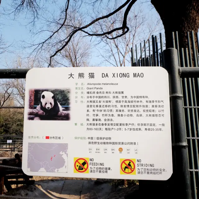 帶您到北京動物園看熊貓