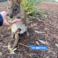 悉尼親親無尾熊🐨親親袋鼠🦘（費瑟戴爾野生動物園）