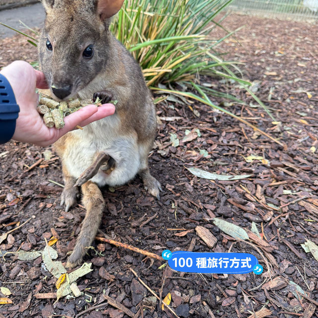 悉尼親親無尾熊🐨親親袋鼠🦘（費瑟戴爾野生動物園）