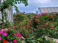 【苗栗】浪漫玫瑰花園，適合情侶家庭朋友賞花遊玩