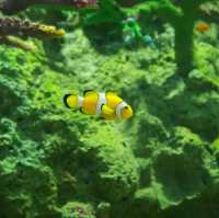 ทัวร์โลกใต้น้ำกับอควาเรียมบางแสนกันครับ 🪼🐠🦈