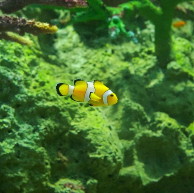 ทัวร์โลกใต้น้ำกับอควาเรียมบางแสนกันครับ 🪼🐠🦈