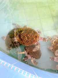 The Turtle Conservation and Information Centre in Padang Kemunting
