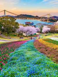 【火の山公園】櫻花季🔥🔥，春天旅行推薦🏖️🏖️