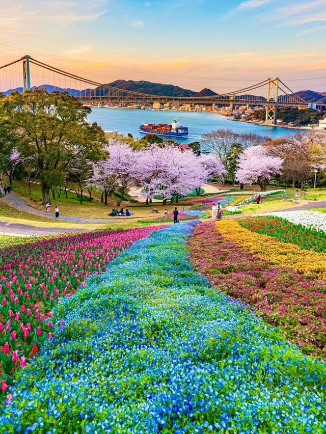 【火の山公園】櫻花季🔥🔥，春天旅行推薦🏖️🏖️