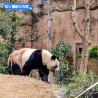 日本東京-大人小孩都喜歡的動物明星：上野動物園