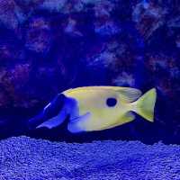 Underwater Wonders: A Sea Life Spectacle at Ocean Park!