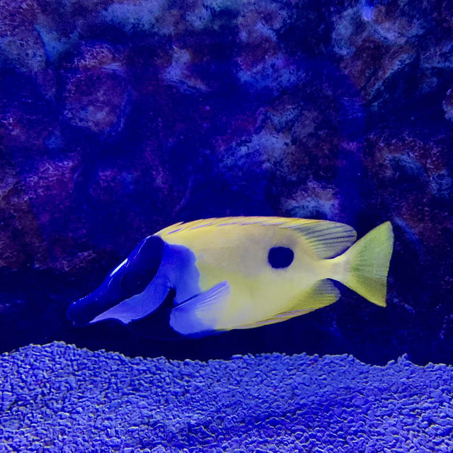 Underwater Wonders: A Sea Life Spectacle at Ocean Park!