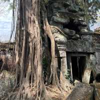 Exploring the Temples of Angkor Wat