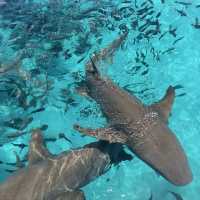 #ดูฉลามที่มัลดีฟส์ #ว่ายน้ำกับฉลาม #ม้ลดีฟส์🏝️💦