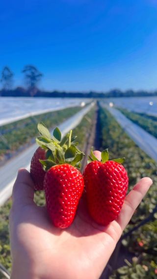 Strawberry Picking Adventure in Perth