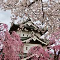 秋田青森櫻花盛開之旅