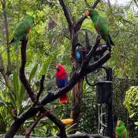 吉隆坡雀鳥公園：鳥類的天堂 🌈🐦