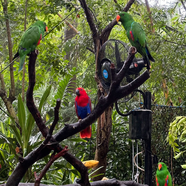 吉隆坡雀鳥公園：鳥類的天堂 🌈🐦