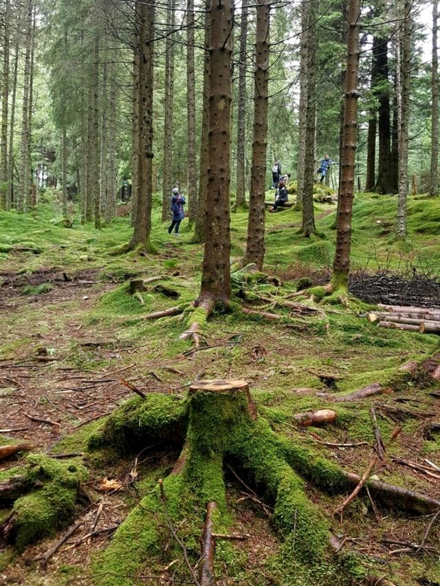 NATURE WALK IN TROLL FOREST, BERGEN