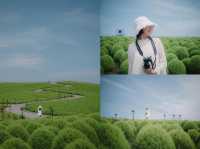 สวนโคเชียใกล้โตเกียว ไปเดือนไหนก็สวย