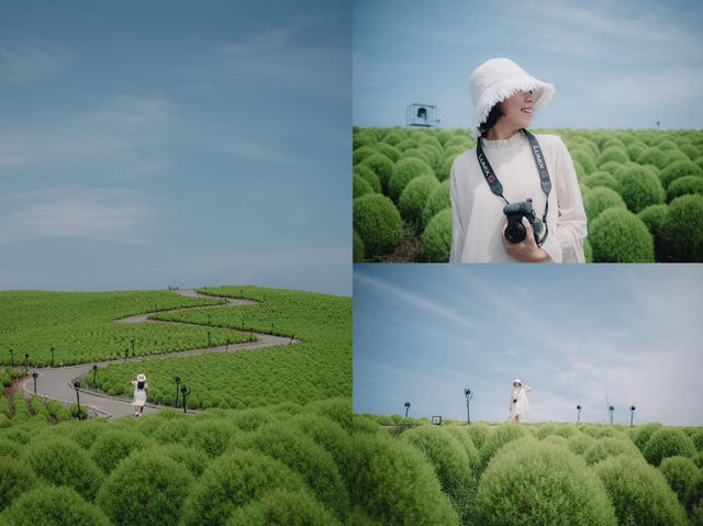 สวนโคเชียใกล้โตเกียว ไปเดือนไหนก็สวย